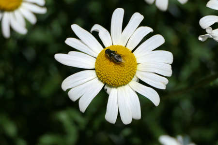 Beautiful closeup flower head of a sunlit oxeye daisy or dog daisy from above in a garden with a fly sitting on itの写真素材