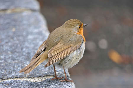 Adorable young bird - closeup European robin, erithacus rubecula or robin redbreast standing on a stone in a parkの写真素材