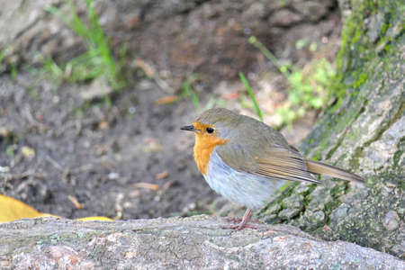 Birdwatching - closeup side view of an adorable European robin, erithacus rubecula or robin redbreast on a tree root or trunk in a parkの写真素材