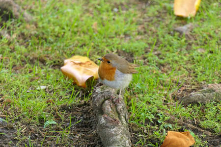 Cute young European robin, erithacus rubecula or robin redbreast on a tree root in green grassの写真素材