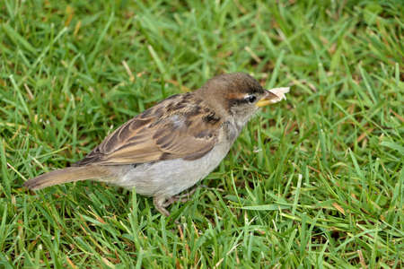 Closeup cute looking house sparrow or passer domesticus on the ground in green grass eating a piece of breadの写真素材