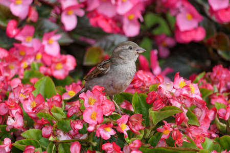Closeup adorable house sparrow or passer domesticus from the side perched on pink flower blossoms of a bushの写真素材