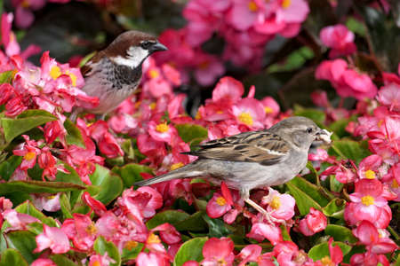 Closeup cute male and female house sparrow or passer domesticus perched on pink flowers in a gardenの写真素材