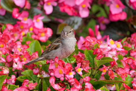 Closeup single cute looking house sparrow or passer domesticus sitting on a pink flower blossoms of a bushの写真素材