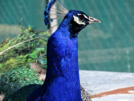 Portrait of a male colorful Indian peafowl, common peacock or blue peafowlの写真素材