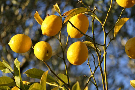 Closeup growing lemons on a lemon tree in a garden in sunlightの写真素材