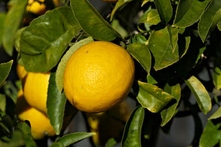 Closeup ripe sunlit lemon on a treeの写真素材