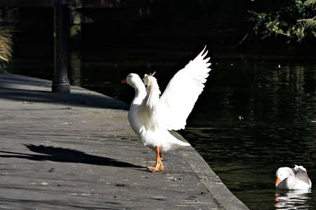 Wild white domestic goose standing with spread wings by a lake in a parkの写真素材