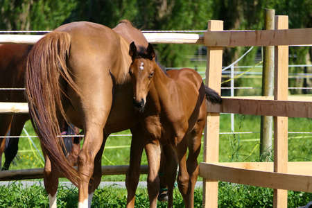Horses - closeup brown mare and her cute looking foal standing on a green pasture near a fence on a sunny summer dayの写真素材