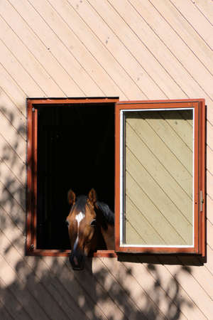 Portrait format of the head of a curious chestnut horse in a window frame of a paddockの写真素材