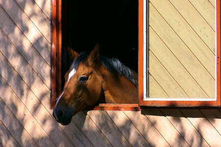 Portrait of a horse - closeup chestnut looking out of the window of a stableの写真素材