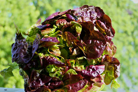 Closeup salad - red curled lettuce outdoors in natural sunlightの写真素材