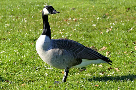 Closeup standing wild canada goose or branta canadensis on green grass in a parkの写真素材