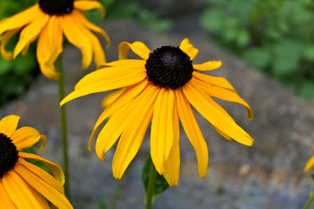 Beautiful yellow flowers - several rudbeckia fulgida, orange coneflowers or perennial coneflowers with a stone in the backgroundの写真素材
