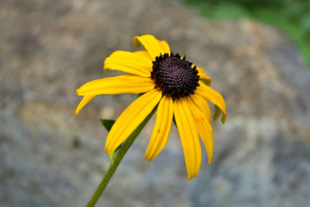 Closeup of a single rudbeckia fulgida, orange coneflower or perennial coneflower before a gray stony backgroundの写真素材