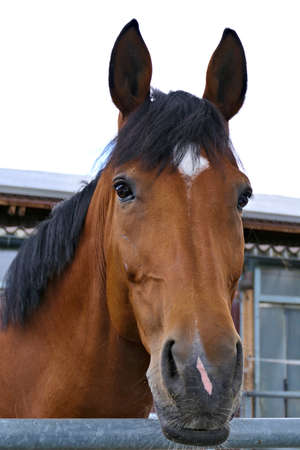 Front side portrait of a friendly chestnut horse with ears up outdoors before his stallの写真素材
