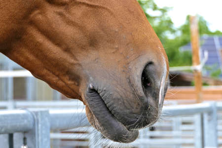 Closeup of the nostril and mouth of a brown horse from the side