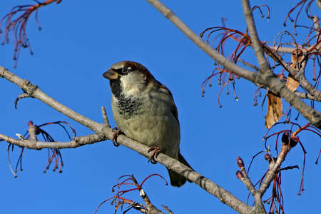 Closeup male passer domesticus or house sparrow from the side sitting on a branch of a tree before beautiful clear blue skyの写真素材
