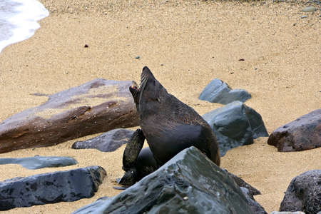 Roaring New Zealand fur seal on a beach between sand and stonesの写真素材