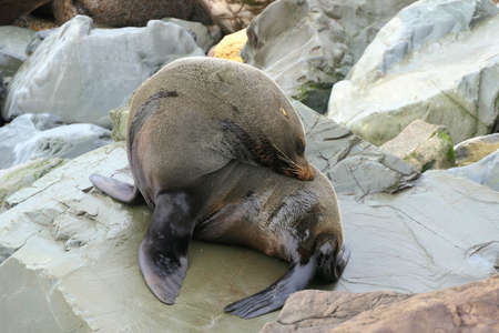 Closeup New Zealand fur seal on the rock grooming itselfの写真素材