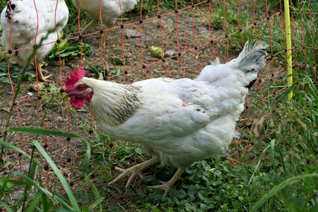 Closeup white free range hen standing outdoors in sand and grass outside of the fenceの写真素材