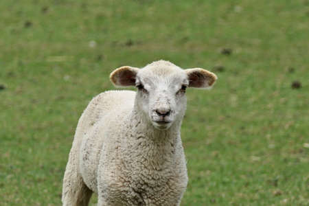 Young cute white sheep in a field looking into the cameraの写真素材