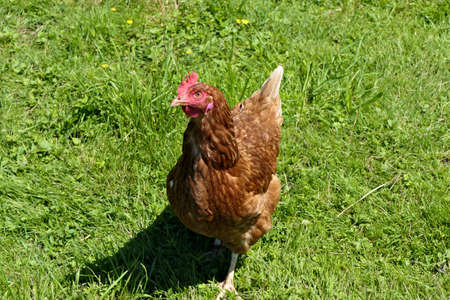 Closeup brown free range hen standing outdoors in green grass on a sunny dayの写真素材