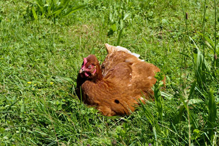 Brown free range hen lying outdoors in green grass on a sunny dayの写真素材