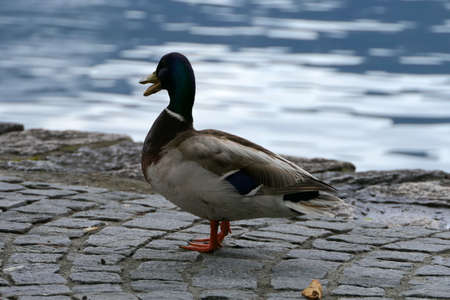Male mallard with open beak on a rainy day standing near a dark blue lake on paving stonesの写真素材