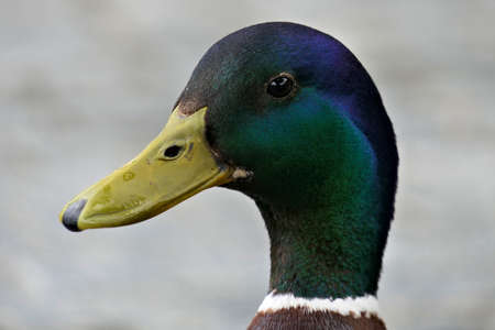 Closeup head of a beautiful male mallard duck from the side