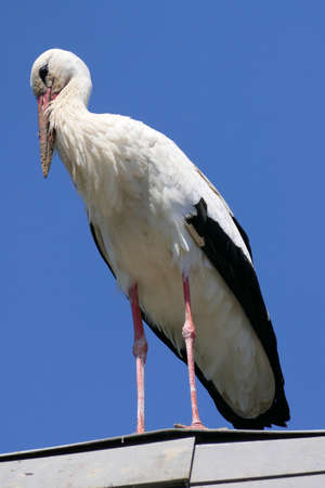 White stork or ciconia ciconia from below perched on a roof with blue skyの写真素材