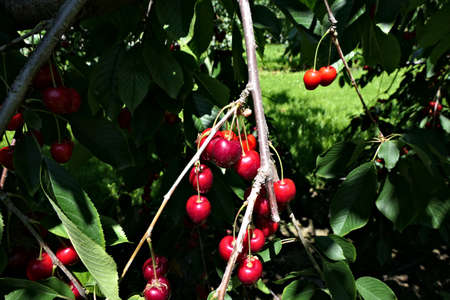 Cherry tree branch with a bunch of ripe and healthy red cherries and leavesの写真素材