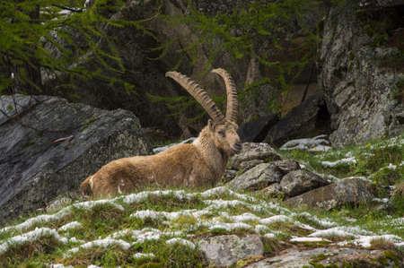 Gran Paradiso Park - Ibex. Gran Paradiso National Park - Chiapili - 1,667 m above sea level Piedmont / Aosta Valley - Italyの写真素材