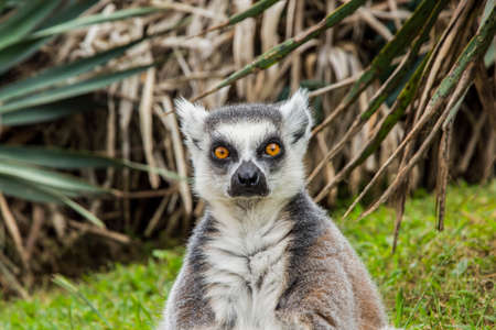 Ring Tailed Lemur
