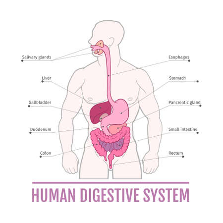 medical illustration of the human digestive system. scheme for textbooks. internal organs.のイラスト素材