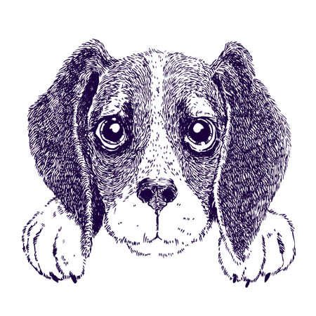 Funny beagle. Sketch vector illustration of puppyのイラスト素材