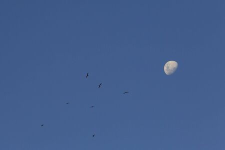 Tropical night moon and birds fly on blue sky, abstract background. Copy space of nature environment...