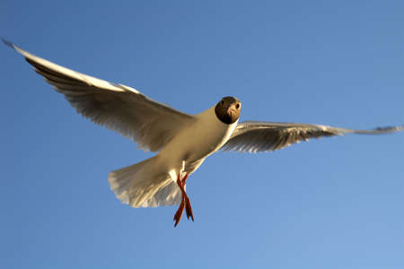 dancing gull in the skyの写真素材