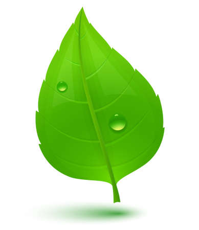 Green leaf with drops of water. Eco Concept. のイラスト素材