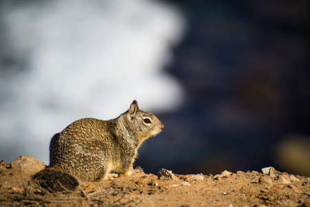 California Brown Ground Squirrel overlooking the oceanの写真素材