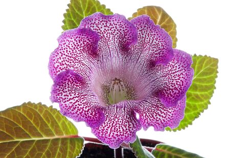 beautiful magenta flower with leaves isolated on white backgroundの写真素材