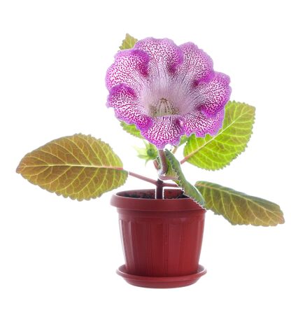 beautiful magenta flower with leaves isolated on white backgroundの写真素材