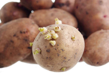 some crude potatoes isolated on white backgroundの写真素材