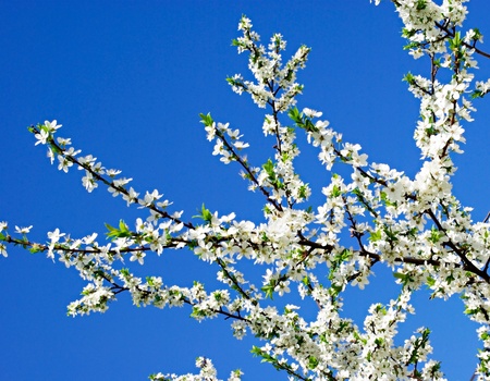 snow-white a flower on a cherry branch against the blue skyの写真素材