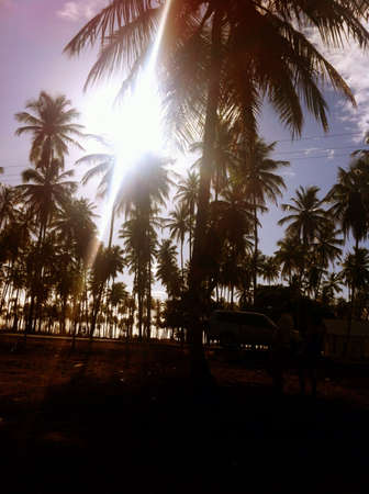Palm tree の素材
