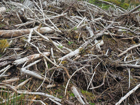 Slash is the term for wood left on the ground after logging