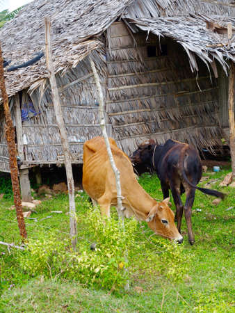 Cows in rural Cambodiaの写真素材
