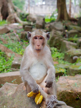 Monkey having a Banana Snack among the Temples of Siem Reap, Cambodia