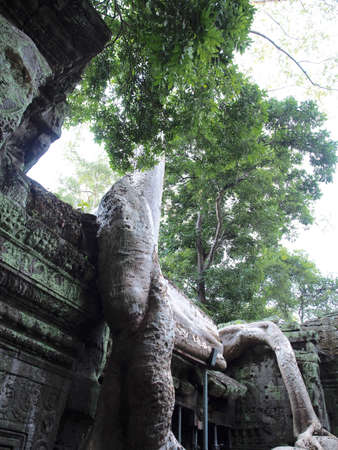 Ta Prohm Ruins temple