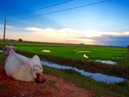 Rural landscape in Cambodiaの写真素材